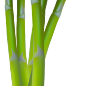 Asparagus PNG