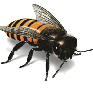 Bee PNG image