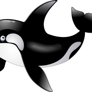 Killer whale PNG