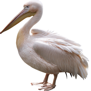 Pelican PNG