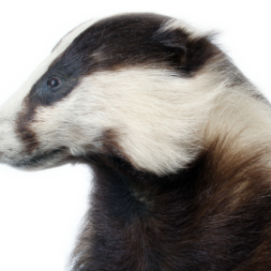 Badger PNG