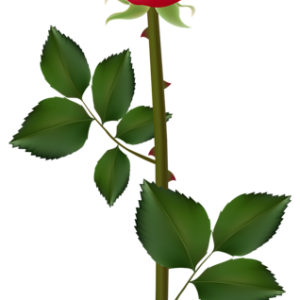 Rose PNG