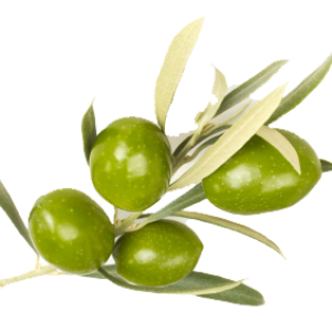 Olive PNG