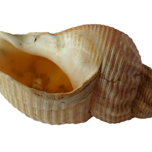 Seashell PNG