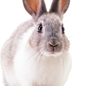 Rabbit PNG image