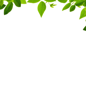 Jungle PNG