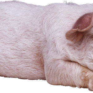 sleeping pig PNG image