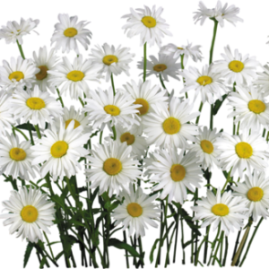 Camomile PNG image, free flower picture