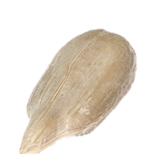 Sunflower seeds PNG