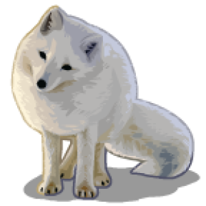 Arctic fox PNG