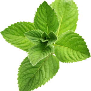 Pepermint PNG