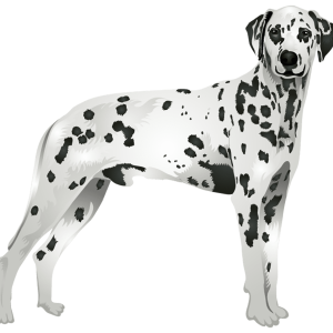 Dalmatian PNG