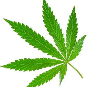 Cannabis PNG